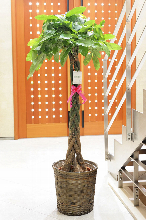 手持ち配送 観葉植物 パキラ 10号：手持ち配送 観葉植物 - 開店